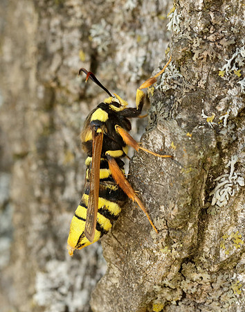 52.002 BF370 Hornet Moth Sesia apiformis