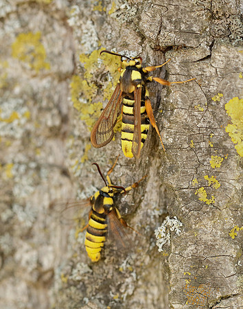 52.002 BF370 Hornet Moth Sesia apiformis