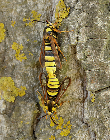 52.002 BF370 Hornet Moth Sesia apiformis
