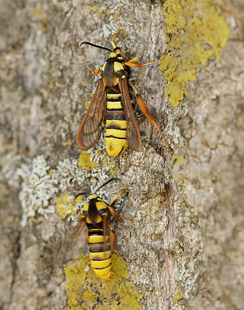 52.002 BF370 Hornet Moth Sesia apiformis