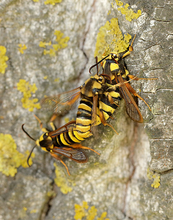 52.002 BF370 Hornet Moth Sesia apiformis