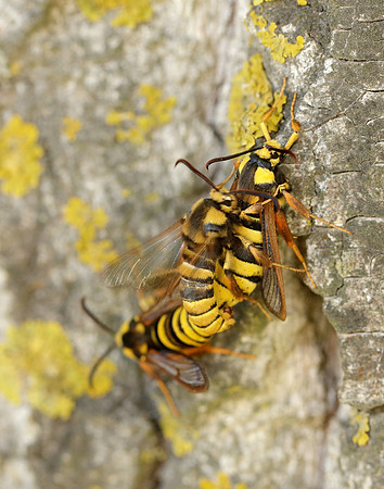 52.002 BF370 Hornet Moth Sesia apiformis