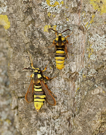 52.002 BF370 Hornet Moth Sesia apiformis