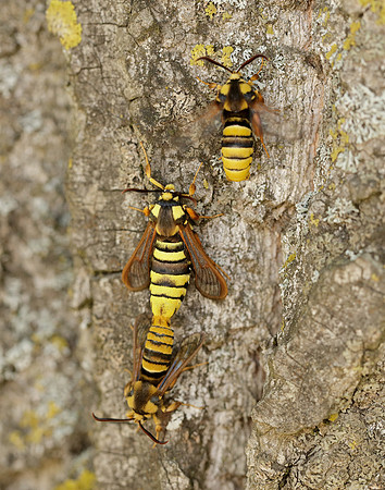 52.002 BF370 Hornet Moth Sesia apiformis