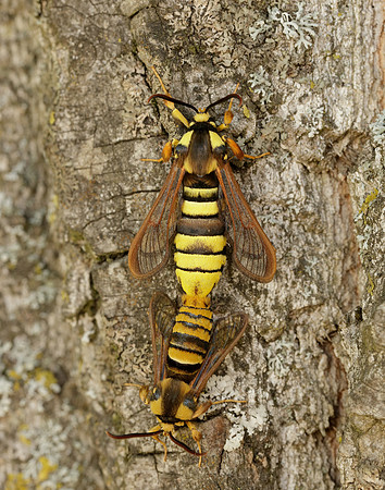 52.002 BF370 Hornet Moth Sesia apiformis