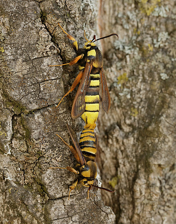 52.002 BF370 Hornet Moth Sesia apiformis