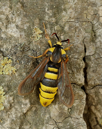 52.002 BF370 Hornet Moth Sesia apiformis