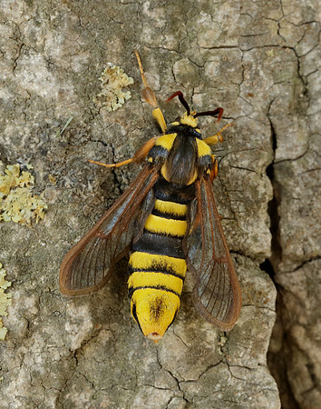 52.002 BF370 Hornet Moth Sesia apiformis