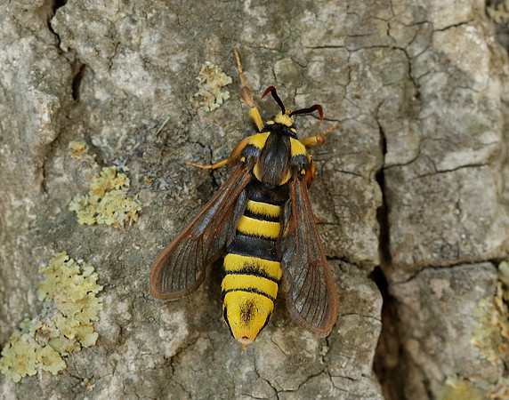 52.002 BF370 Hornet Moth Sesia apiformis