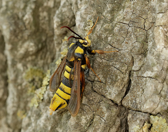 52.002 BF370 Hornet Moth Sesia apiformis