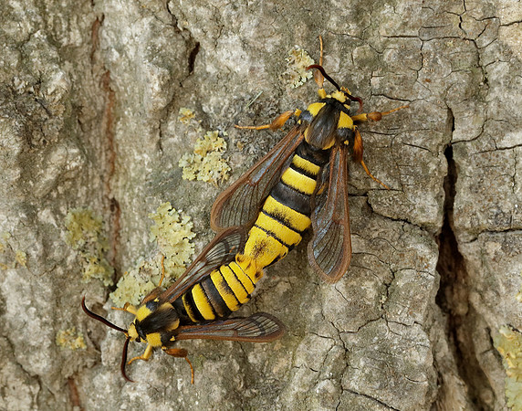 52.002 BF370 Hornet Moth Sesia apiformis