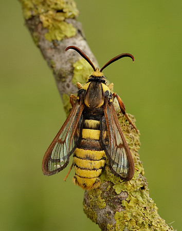52.002 BF370 Hornet Moth Sesia apiformis