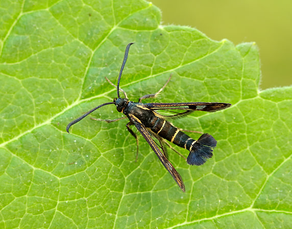 52.013 BF373 Currant Clearwing Synanthedon tipuliformis