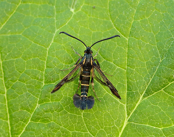 52.013 BF373 Currant Clearwing Synanthedon tipuliformis