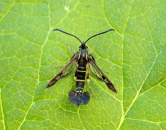52.013 BF373 Currant Clearwing Synanthedon tipuliformis