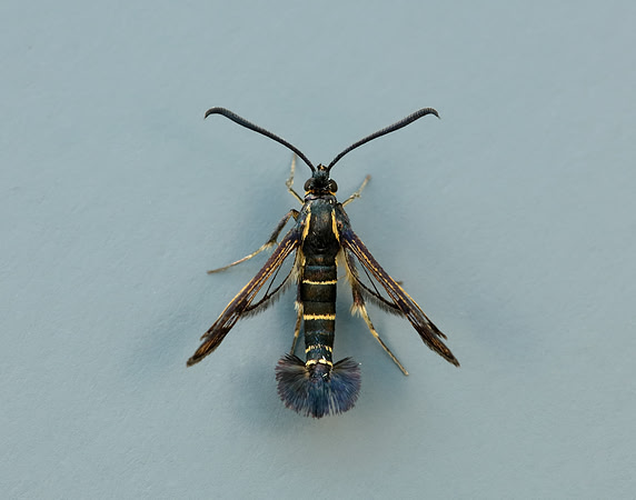 52.013 BF373 Currant Clearwing Synanthedon tipuliformis