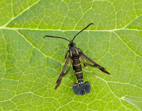 52.013 BF373 Currant Clearwing Synanthedon tipuliformis