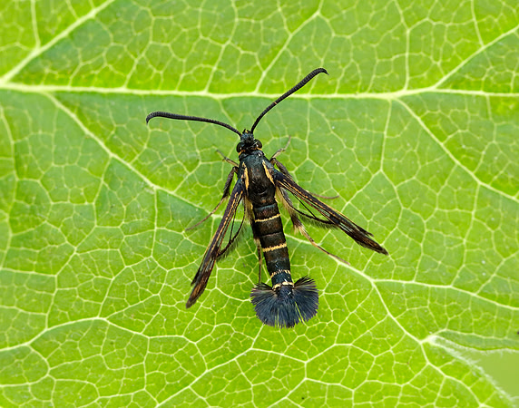 52.013 BF373 Currant Clearwing Synanthedon tipuliformis
