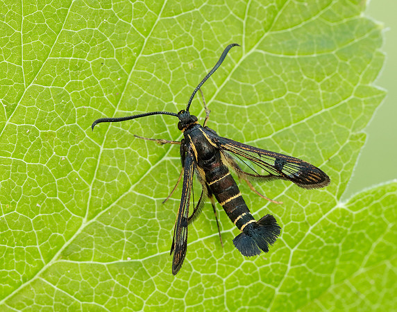 52.013 BF373 Currant Clearwing Synanthedon tipuliformis