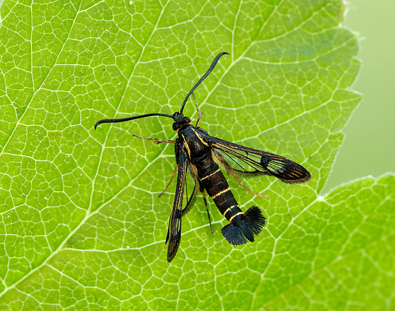 52.013 BF373 Currant Clearwing Synanthedon tipuliformis