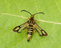 52.014 BF382 Six-belted Clearwing Bembecia ichneumoniformis