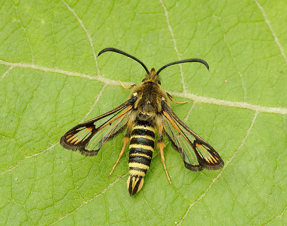 52.014 BF382 Six-belted Clearwing Bembecia ichneumoniformis