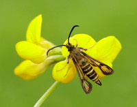 52.014 BF382 Six-belted Clearwing Bembecia ichneumoniformis