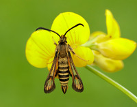 52.014 BF382 Six-belted Clearwing Bembecia ichneumoniformis