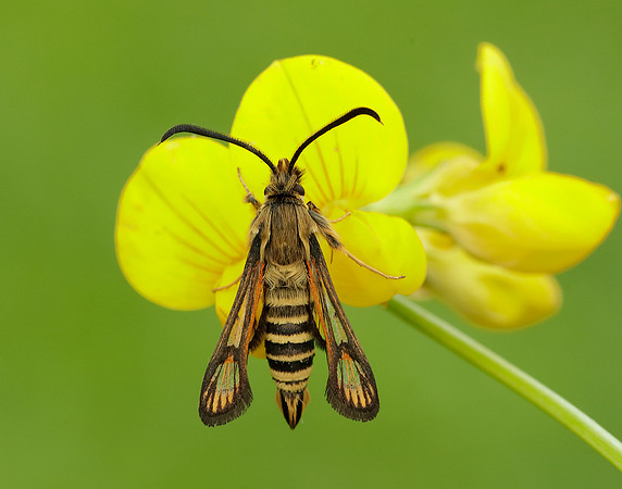 52.014 BF382 Six-belted Clearwing Bembecia ichneumoniformis