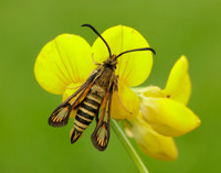 52.014 BF382 Six-belted Clearwing Bembecia ichneumoniformis