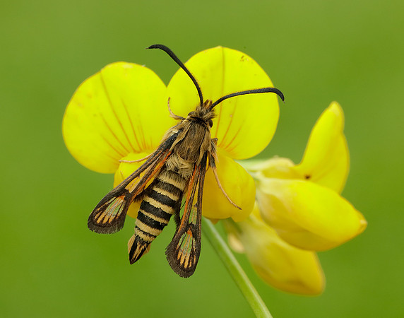 52.014 BF382 Six-belted Clearwing Bembecia ichneumoniformis