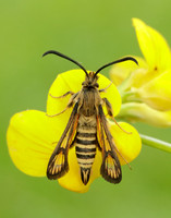 52.014 BF382 Six-belted Clearwing Bembecia ichneumoniformis