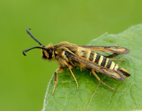 52.014 BF382 Six-belted Clearwing Bembecia ichneumoniformis