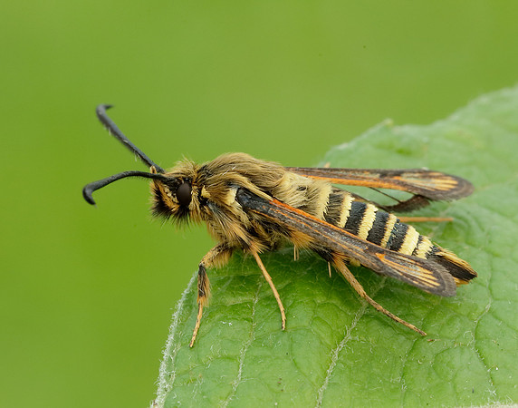 52.014 BF382 Six-belted Clearwing Bembecia ichneumoniformis