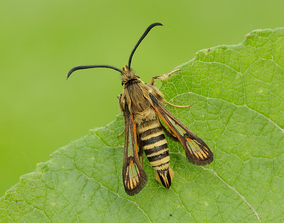 52.014 BF382 Six-belted Clearwing Bembecia ichneumoniformis