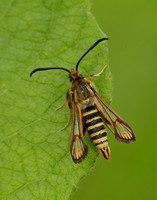 52.014 BF382 Six-belted Clearwing Bembecia ichneumoniformis