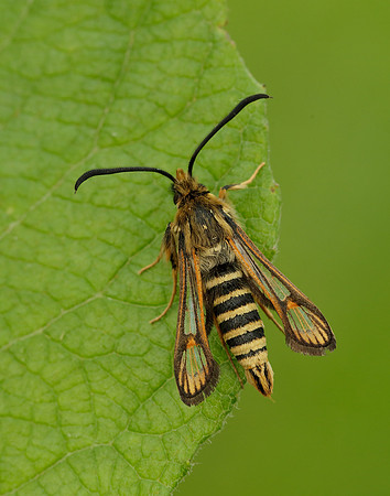 52.014 BF382 Six-belted Clearwing Bembecia ichneumoniformis