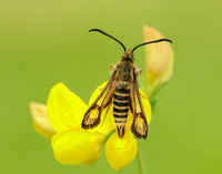 52.014 BF382 Six-belted Clearwing Bembecia ichneumoniformis