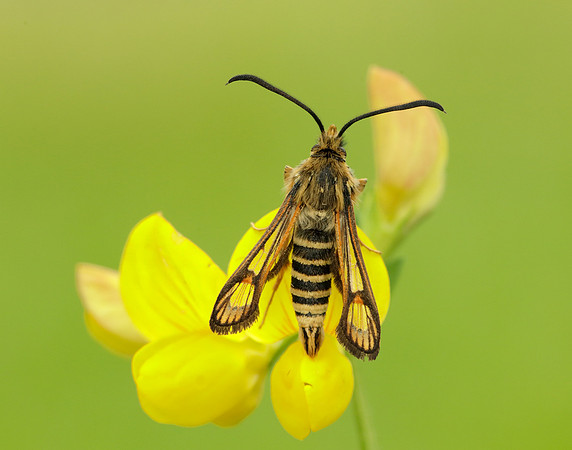 52.014 BF382 Six-belted Clearwing Bembecia ichneumoniformis