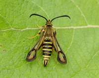 52.014 BF382 Six-belted Clearwing Bembecia ichneumoniformis