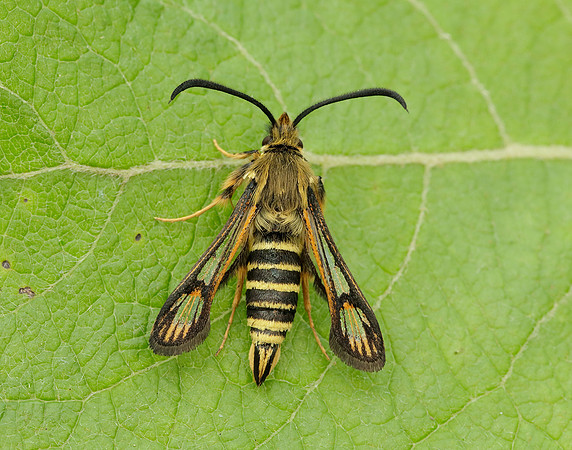 52.014 BF382 Six-belted Clearwing Bembecia ichneumoniformis