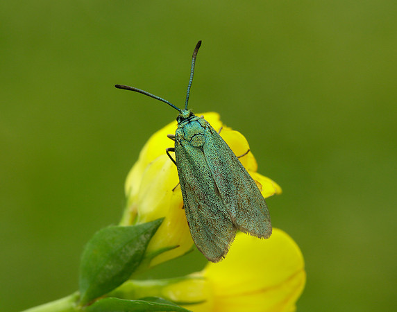 54.003 BF164 Cistus Forester Adscita geryon