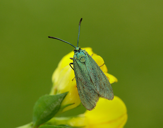 54.003 BF164 Cistus Forester Adscita geryon