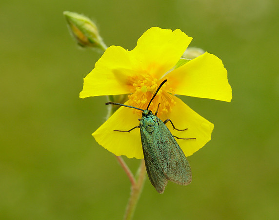 54.003 BF164 Cistus Forester Adscita geryon