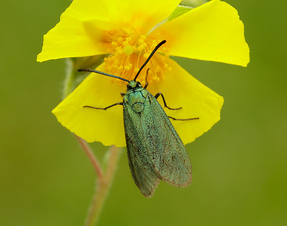 54.003 BF164 Cistus Forester Adscita geryon