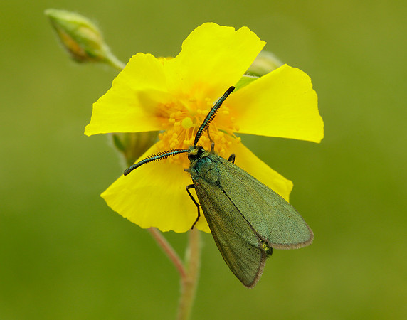 54.003 BF164 Cistus Forester Adscita geryon