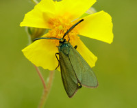 54.003 BF164 Cistus Forester Adscita geryon