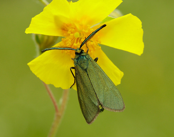 54.003 BF164 Cistus Forester Adscita geryon