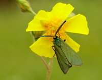 54.003 BF164 Cistus Forester Adscita geryon