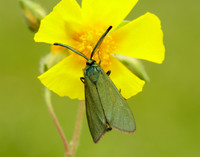 54.003 BF164 Cistus Forester Adscita geryon
